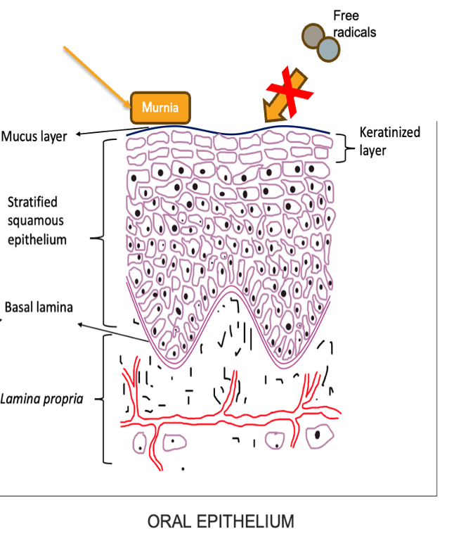 Murnia® protective layer at the oral epithelium